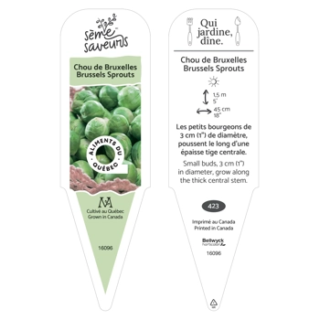 Plant de Chou de Bruxelles