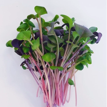 Micropousses de Radis Rubis Rouge