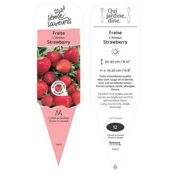 Plant de Fraises Amour