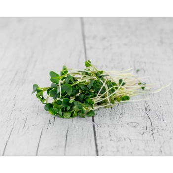 Micro Pousse Chou-kale