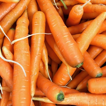 Carottes biologiques
