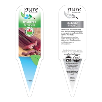 RHUBARBE BIOLOGIQUE EN POT