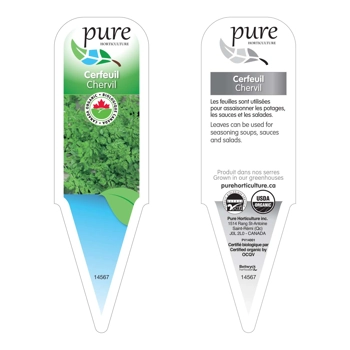 CERFEUIL BIOLOGIQUE EN POT