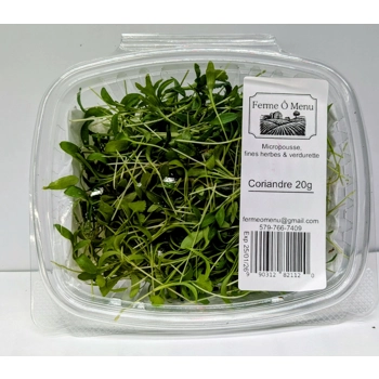 Micropousses de coriandre