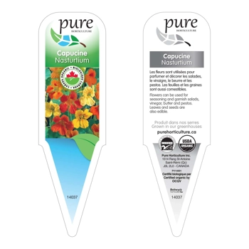 Capucine biologique en pot