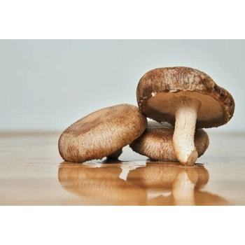 Shiitake frais