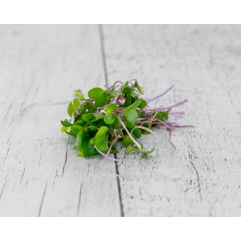 Micro Pousse Chou-Rave