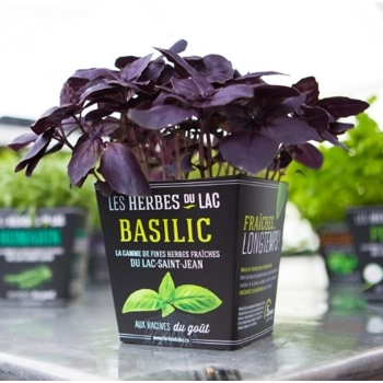 Plant de basilic rouge