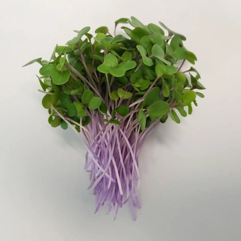 Micropousses de Chou-Rave