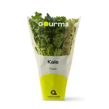 Plant de kale