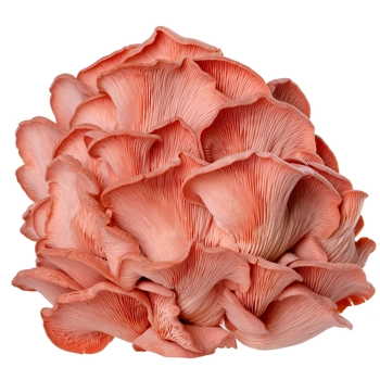 Pink oyster mushroom