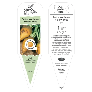 Plant de Bettrave jaune