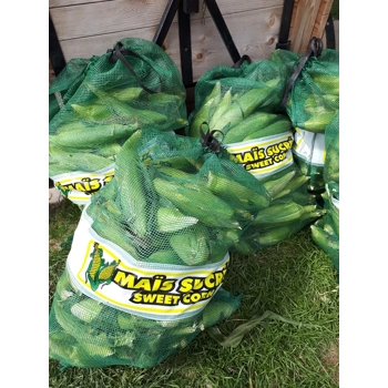 Maïs sucré