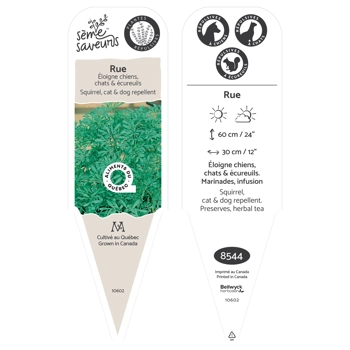 Plant de Rue (Ruta graveolens)