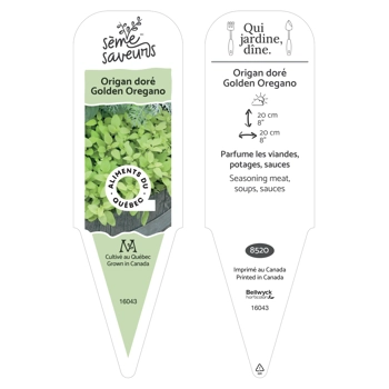 Golden Oregano plant