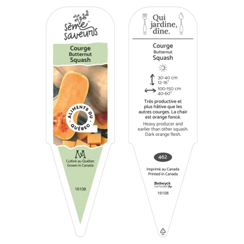 Plant Courge Butternut