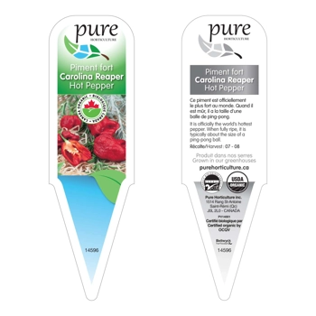PIMENT FORT CAROLINA REAPER BIOLOGIQUE EN POT