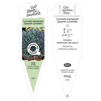 Spanish lavender plant