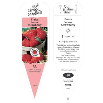 Plant de Fraises Seascape