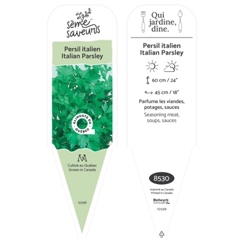 Italian Parsley plant