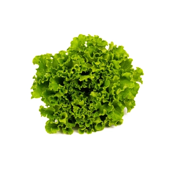Salade frisée