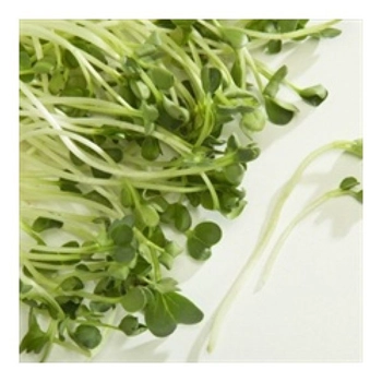 Pousse De Radis Japonais