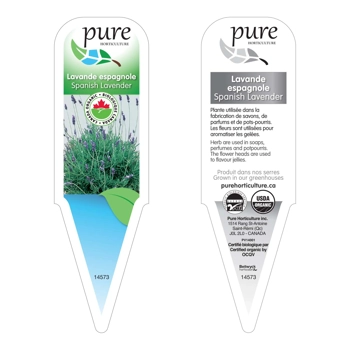 LAVANDE ESPAGNOLE BIOLOGIQUE EN POT