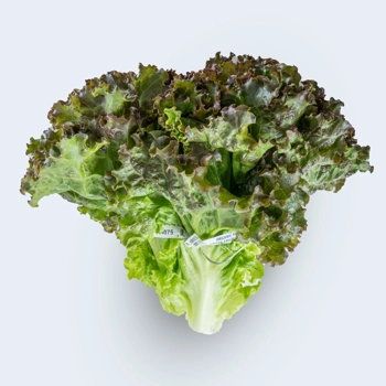 Laitue frisée rouge biologique