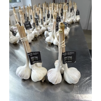 Quebec garlic