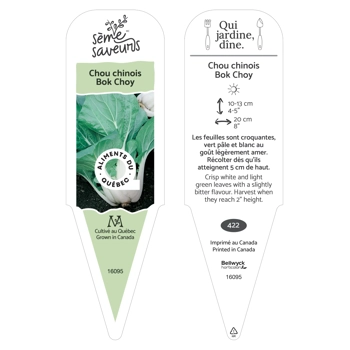 Plant de Chou chinois