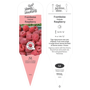 Plant de Framboise Prélude