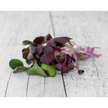 Micro Pousse Radis Rouge