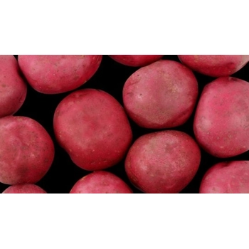 Pommes de terre rouges