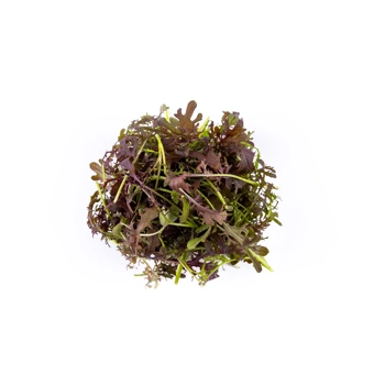 Moutarde Dentelée Rouge