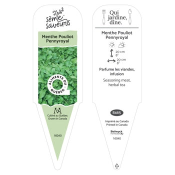Plant de Menthe Pouliot