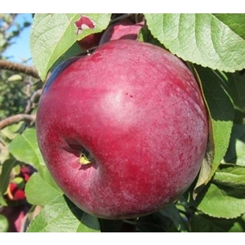 pomme redcort