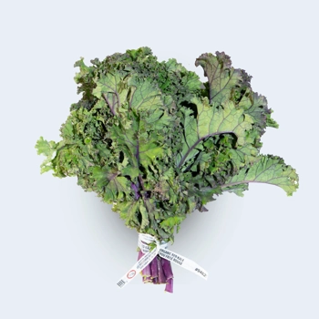 Chou frisé rouge biologique