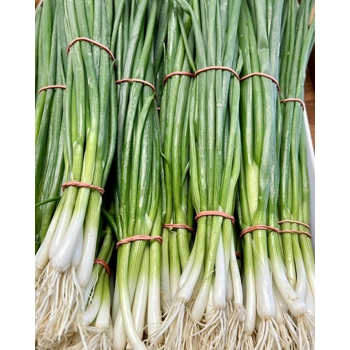 Oignons verts