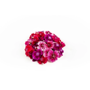 Dianthus Flowers