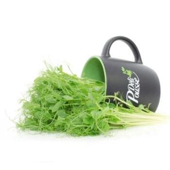 Pousse de Pois Vrille Vert