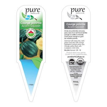 COURGE POIVRÉE BIOLOGIQUE EN POT