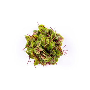 Micro Oseille Sanguine