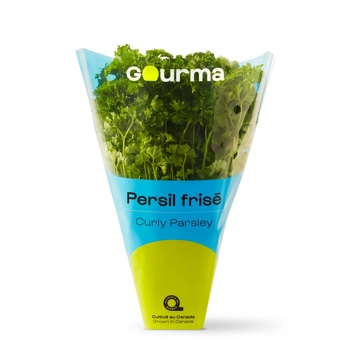 Plant de persil frisé