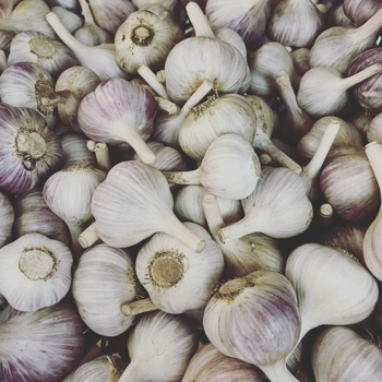 Ail biologique