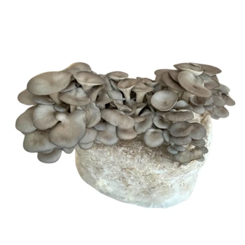 Champignon pleurote gris