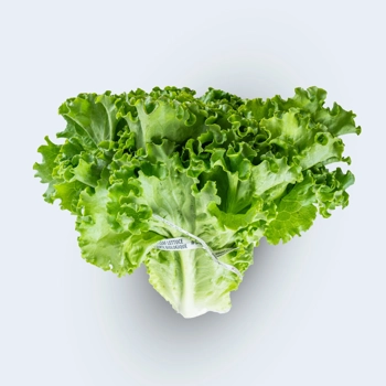 Organic Green Leaf Lettuce