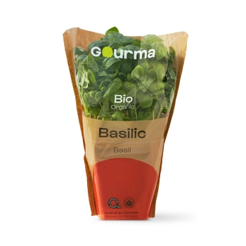 Plant de basilic biologique