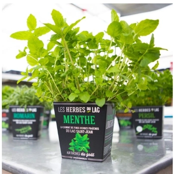 Plant de Menthe