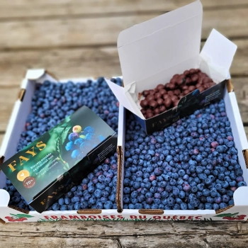 Bleuets enrobées de chocolat noir 70 %