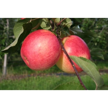 pomme rosinette